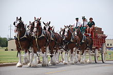 The Budweiser Clydesdales Anheuser-Busch Clydesdales.jpg