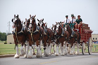 Achtspan Clydesdales
