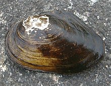 A live duck mussel, Anodonta anatina