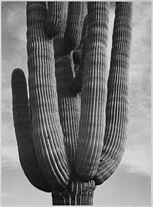 Ansel Adams - Národní archiv 79-AA-N04.jpg