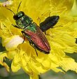 Anthaxia passerinii natur2.jpg