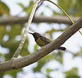 * Nomination Brown-throated sunbird (Anthreptes malacensis malacensis). Please don't ignore me! --GerifalteDelSabana 05:22, 25 July 2018 (UTC) * Promotion  Support Good quality. --Ermell 19:52, 26 July 2018 (UTC)