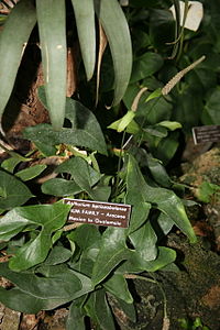 Anthurium beriozabalense (3072470593) (2) .jpg