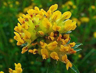 Anthyllis vulneraria Inflorescence