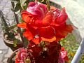 Antirrhinum-4.jpg