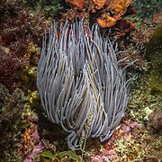 Anénoma de mar común (Anemonia viridis), Parque natural de la Arrábida, Portugal, 2020-07-21, DD 07.jpg