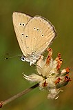 Polyommatus humedasae