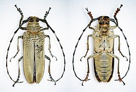 Apriona cinerea