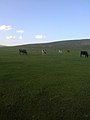 アルホルチン草原での遊牧