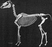 Squelette d'un cheval présenté à l'arrêt, vu de profil.