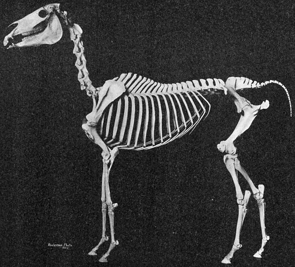 Mounted skeleton of an Arabian horse, showing underlying structure of breed characteristics including concave profile, short back, high-set tail, dist