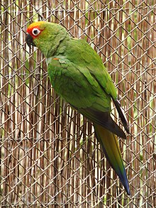 Aratinga auricapilla (zoo Wroclaw) -1.JPG