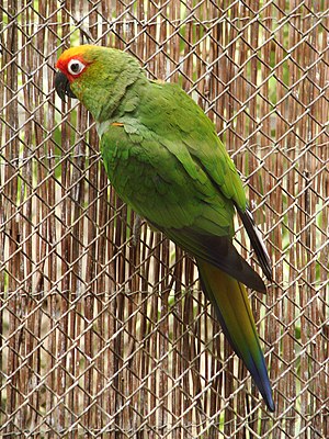 Aratinga auricapilla (Wroclaw zoo) -1.JPG