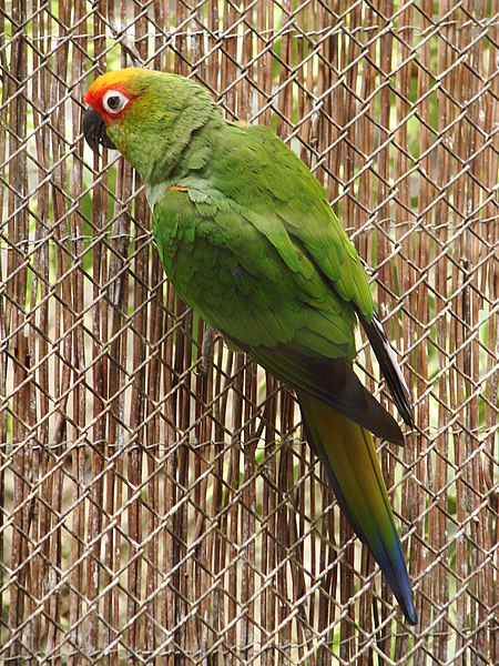 File:Aratinga auricapilla (Wroclaw zoo)-1.JPG