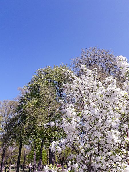 File:Arbre en fleur au Champ-De-Mars à Colmar.jpg