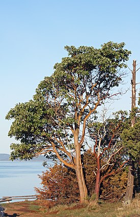 Kalifornianmansikkapuu (Arbutus menziesii)