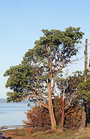 Beschrijving van Arbutus menziesii 5822.JPG afbeelding.