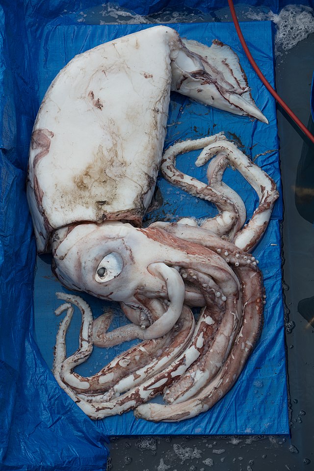 List of giant squid specimens and sightings (2015–present) - Wikipedia