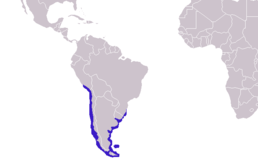 Arctocephalus australis distribution.png