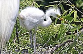 Grande Aigrette: Description, Répartition et habitat, Écologie et comportement