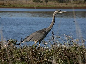 Great blue heron in the Ridgefield NWR