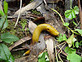 Ariolimax californicus noto come banana slug