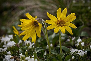 Arnica lessingii