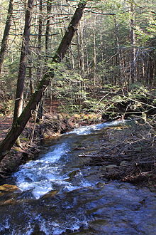 Arnold Creek looking downstream