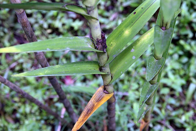 File:Arundina graminifolia 11zz.jpg