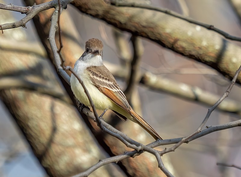 File:Ash-throated flycatcher (83926).jpg