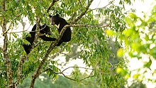 Deux ours à collier dans les arbres, Parc national de Khao Yai, Thaïlande.