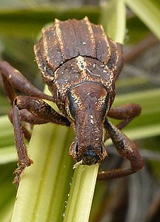 <i>Anagotus oconnori</i> Species of beetle