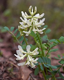 Astragalus soxmaniorum.jpg