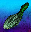 Life restoration of the Middle-Late Ordovician jawless fish Astraspis Astraspis cropped 2.png