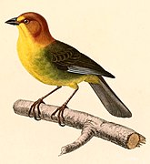 Atlapetes fulviceps (Fulvous-headed Brush Finch), drawing