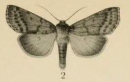 Apospasta eriopygioides