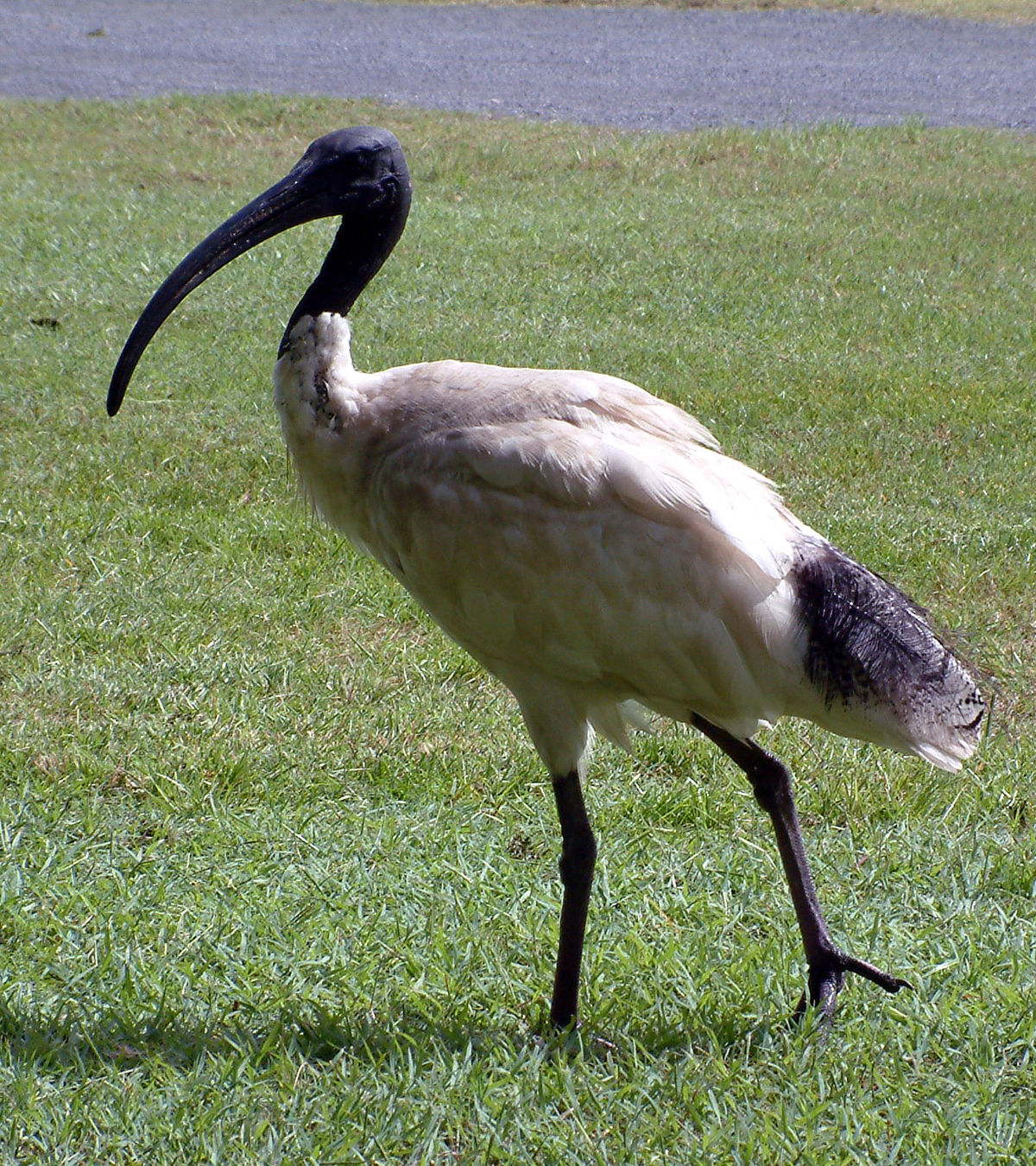 Ibis cou noir Wikip dia