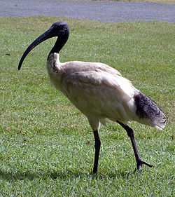 aŭstralia blanka ibiso
