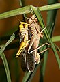 Australian plague locust