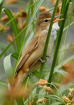 Ausztrál nádirigó (Acrocephalus australis)