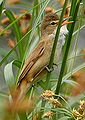 Australian reed warbler