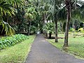Avenue Thomas Henry Huxley (Sir Seewoosagur Ramgoolam Botanical Garden).jpg