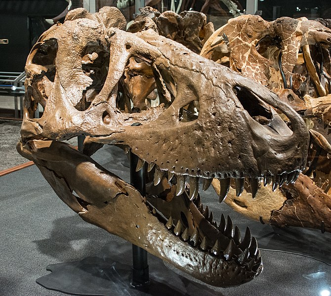 File:B-rex skull.jpg