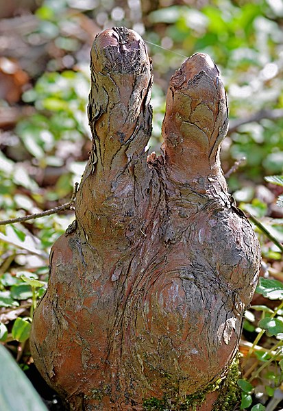 File:Bald Cypress Taxodium distichum Fingers Stacked.jpg