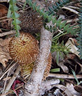 <i>Banksia dryandroides</i> Species of shrub in the family Proteaceae from the south coast of Western Australia