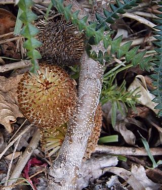 <i>Banksia <span style="font-style:normal;">ser.</span> Dryandroideae</i> Series of Banksia