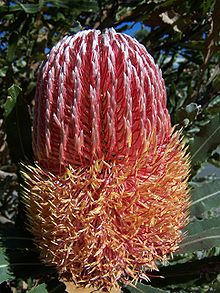 The sequential anthesis of the individual flowers in this Banksia menziesii inflorescence has begun. Banksia menziesii 1 gnangarra.jpg