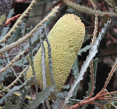 Banksia pilostylis 02.jpg