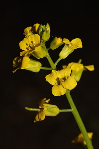 <i>Barbarea orthoceras</i> Species of flowering plant