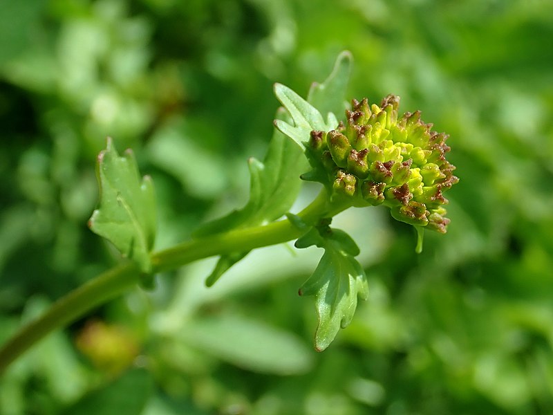 File:Barbarea vulgaris 2019-04-20 1408.jpg